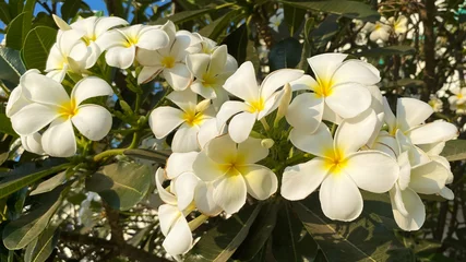 Zelfklevend Fotobehang Frangipani flowers have blossoms with scientific name of Plumeria Obtusa © Voyage View Media