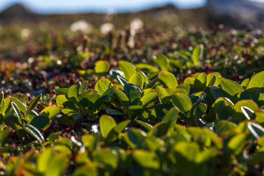 Green leaves of alpine bearberry Arctous alpina (syn. Arctostaphylos alpina). Tundra plants. Northern nature of Chukotka and Siberia. Russian Far East