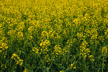 Obraz premium A yellow rapeseed field on the border of Serbia and Bosnia and Herzegovina in the middle of spring. Rapeseed flowers in close-up.