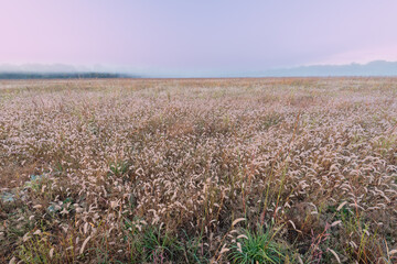 Landscape at sunrise of tall grass prairie, Fort Custer State Park, Michigan, USA