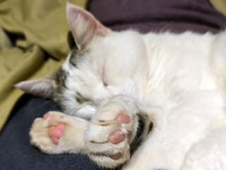portrait of white cat sleeping close up