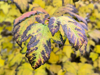 viburnum snowball bush in autumn with golden leaves