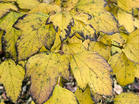 viburnum snowball bush in autumn with golden leaves