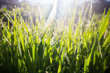 Closeup of lush uncut green grass with drops of dew in soft morning light. Beautiful natural rural landscape for nature-themed design and projects