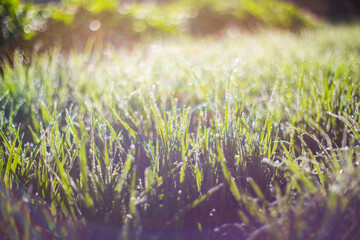 Closeup of lush uncut green grass with drops of dew in soft morning light. Beautiful natural rural...