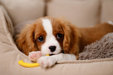 Funny Cavalier King Charles Spaniel dog puppy chewing his favorite toy while lying on dog bed...