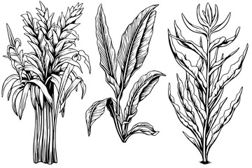 Vintage Mint Leaf Vector Sketch: Botanical Illustration of Peppermint and Spearmint.