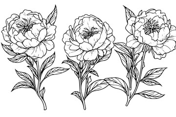Vintage Floral Vector Sketch: Baroque Garden Illustration with Rose and Peony Blossoms.