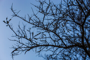 Spiky tree branches against the blue sky. Prickly tree. Tree with thorny branches without leaves