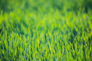Fresh green grass on a sunny summer day close-up. Beautiful natural rural landscape with a blurred background for nature-themed design and projects