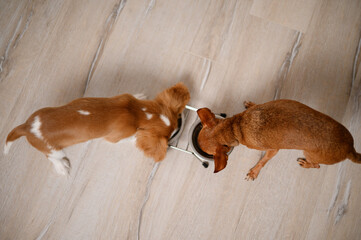 Cavalier King Charles Spaniel puppy and Mini Toy Terrier dog eat at same time from double metal...