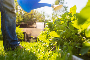 A farmer with a garden watering can is watering vegetable plants in summer. Gardening concept....