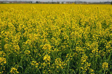 A yellow rapeseed field on the border of Serbia and Bosnia and Herzegovina in the middle of spring. Rapeseed flowers in close-up.