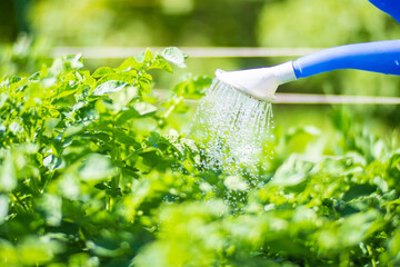 Watering vegetable plants on a plantation in the summer heat with a watering can close-up....