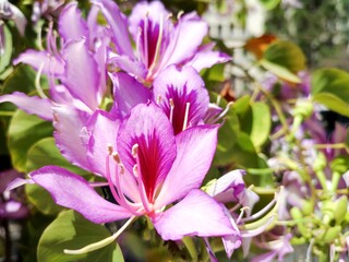 Orchid tree: a species of Orchid trees, its botanical name is Bauhinia variegata.