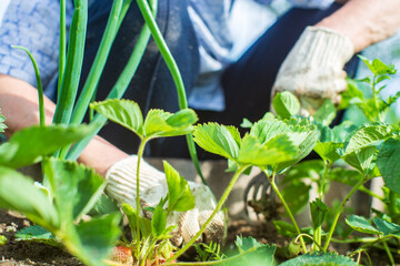 The farmer takes care of the plants in the vegetable garden on the farm. Gardening and plantation...