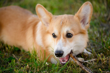 Naklejka na ściany i meble Welsh Corgi dog chews stick while lying on grass, owner takes stick. Concept of pets, danger of oral injuries to dogs teeth