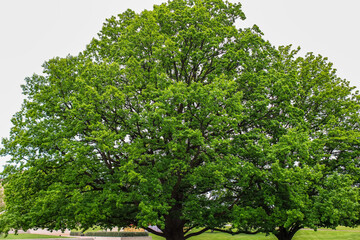 Large oak tree blooming in spring season in Canberra, Australia.