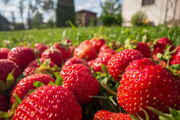 Close up view of strawberry harvest lying on green grass in garden. The concept of healthy food, vitamins, agriculture, market, strawberry sale