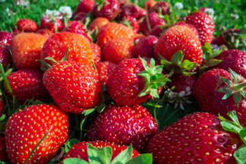 Close up view of strawberry harvest lying on green grass in garden. The concept of healthy food, vitamins, agriculture, market, strawberry sale