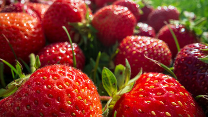 Close up view of strawberry harvest lying on green grass in garden. The concept of healthy food, vitamins, agriculture, market, strawberry sale