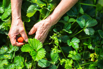 Farmer's hands close-up harvest crop of strawberry in the garden. Plantation work. Harvest and healthy organic food concept