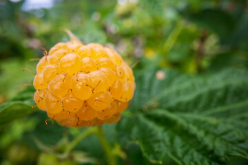 Ripe, juicy raspberry close-up. Garden fruit bush. Beautiful natural rural landscape. The concept of healthy food with vitamins