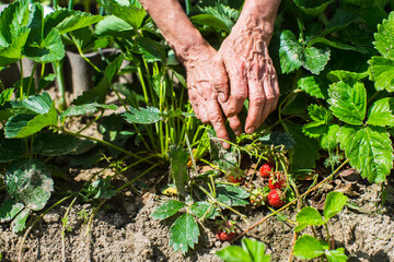 Farmer's hands close-up harvest crop of strawberry in the garden. Plantation work. Harvest and...