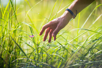 A man's hand touches a tree branch with foliage. Caring for the environment. The ecology the concept of saving the world and love nature by human