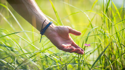 A man's hand touches a tree branch with foliage. Caring for the environment. The ecology the...