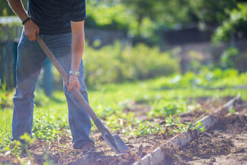 The farmer digs the soil in the vegetable garden. Preparing the soil for planting vegetables....