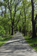 Fototapeta premium landscape with a path in the park