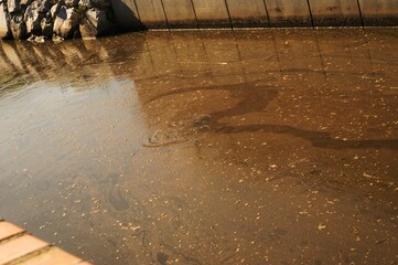 L'acqua inquinata, contaminata, sporca in un canale
