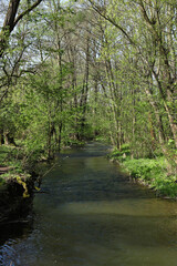 spring landscape with a river in the green forest