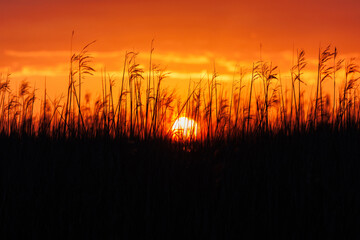 Fototapeta premium Sonnenuntergang vor einem Kornfeld