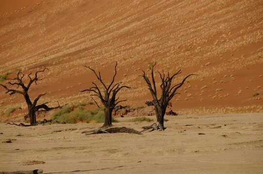 Dead Vlei, Sossusvlei, Namib Desert, Namibia