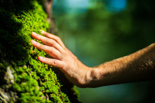 A man's hand touch the tree trunk close-up. Bark wood.Caring for the environment. The ecology concept of saving the world and love nature by human
