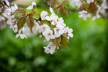 茶色の葉の清楚な山桜