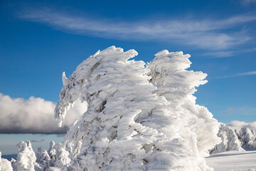 Frozen winter landscape, Vladeasa Mountains, Romania