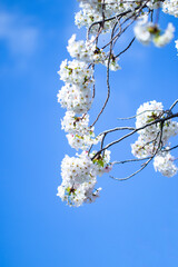 青空を背景にした真っ白な大島桜
