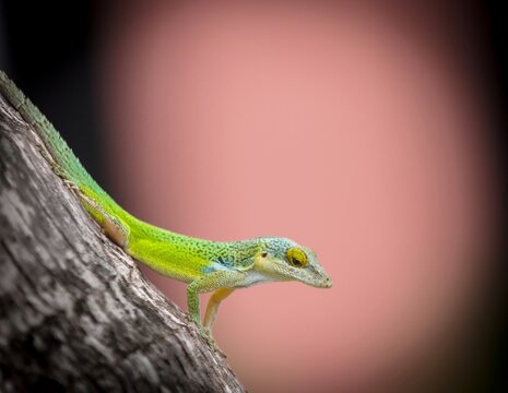 Antiguan Anole Lizard (Anolis Leachii), Bermuda, North Atlantic