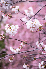 日本の春　ピンクの枝垂れ桜を背景にした美しい”染井吉野”　（2024年の春は、桜が遅かったために、この風景が撮れました。例年は、枝垂れ桜は、終わっています。）