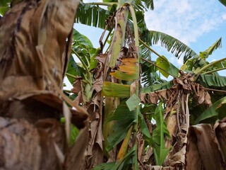 Obraz premium This image shows a view looking up into a tree canopy with broad green leaves, some possibly from a banana tree, against a clear sky.