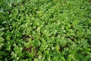 close up of green corianders, Coriander Field Stock images, Close up fresh growing coriander cilantro leaves in vegetable plot	
