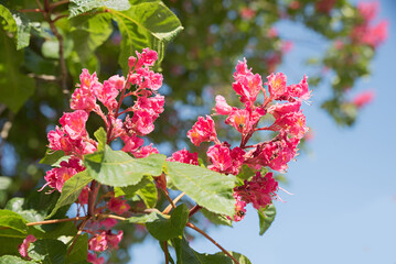 closeup of a chestnut tree branch with red blossoms and blurry background