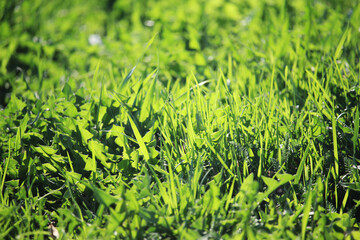 Green motley grass texture