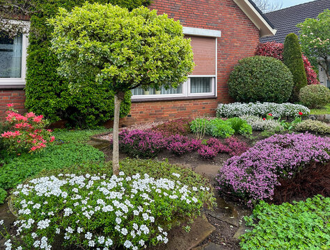 garden with flowers. Front yard landscaping with blooming flowers and evergreens. Euonymus japonica on a stem and blooming iberis in a big garden pot. Terborg. Netherlands 