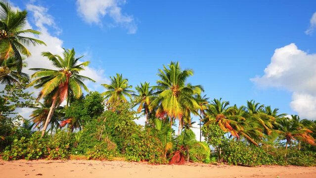 Coconut palms on the beach of Punta Cana. Amazing tropical seascape. Dominican Republic beach. Summer holiday on a paradise island. Vibrant nature on the sea coast. Travel to a tropical paradise.
