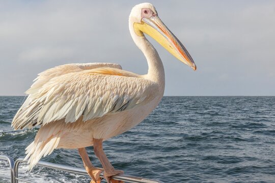 Picture of a large pelican sitting on a boat railing near Walvis Bay in Namibia during the day