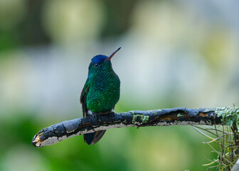 Hummingbird on a branch